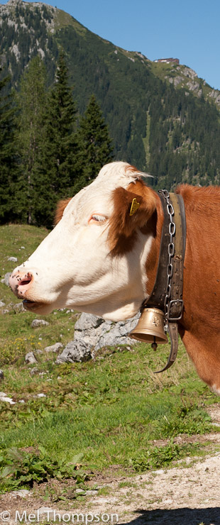 cow